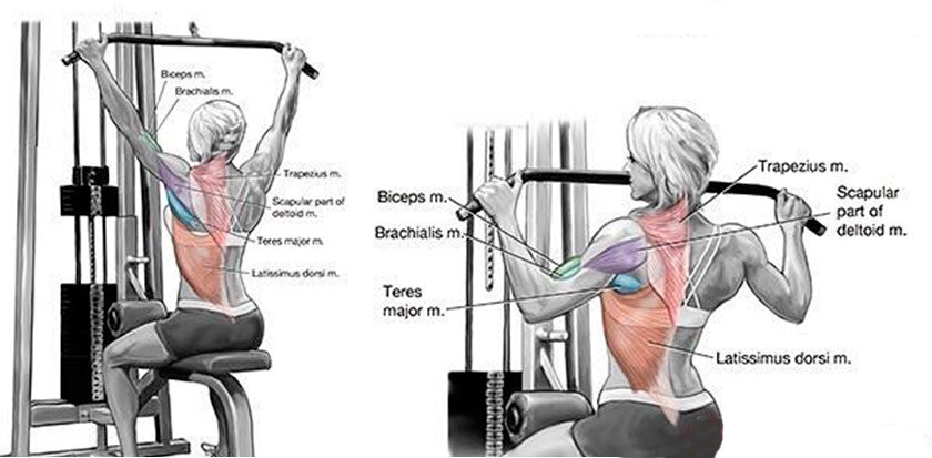 rows exercise muscles